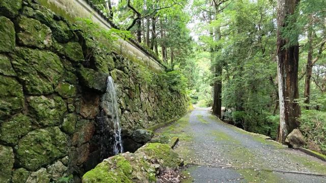A stone-paved path running between cedar trees and a moss-covered wall