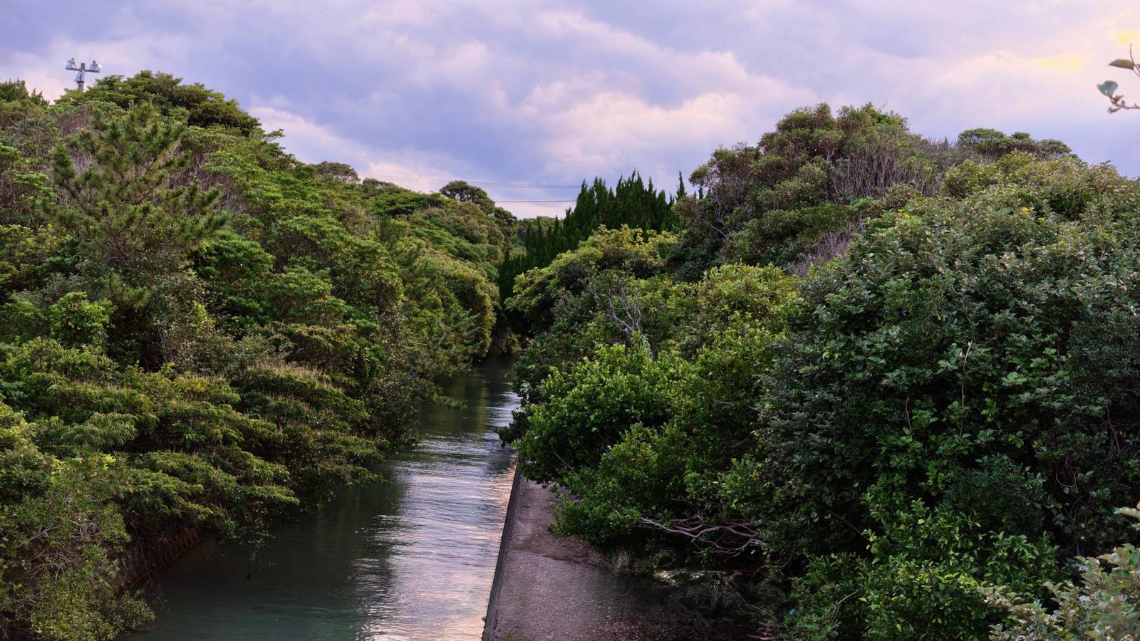 A quiet river running through dense green on an Ise-Shima evening
