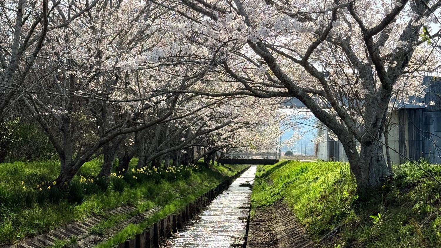 Cherry blossoms in Ise-Shima